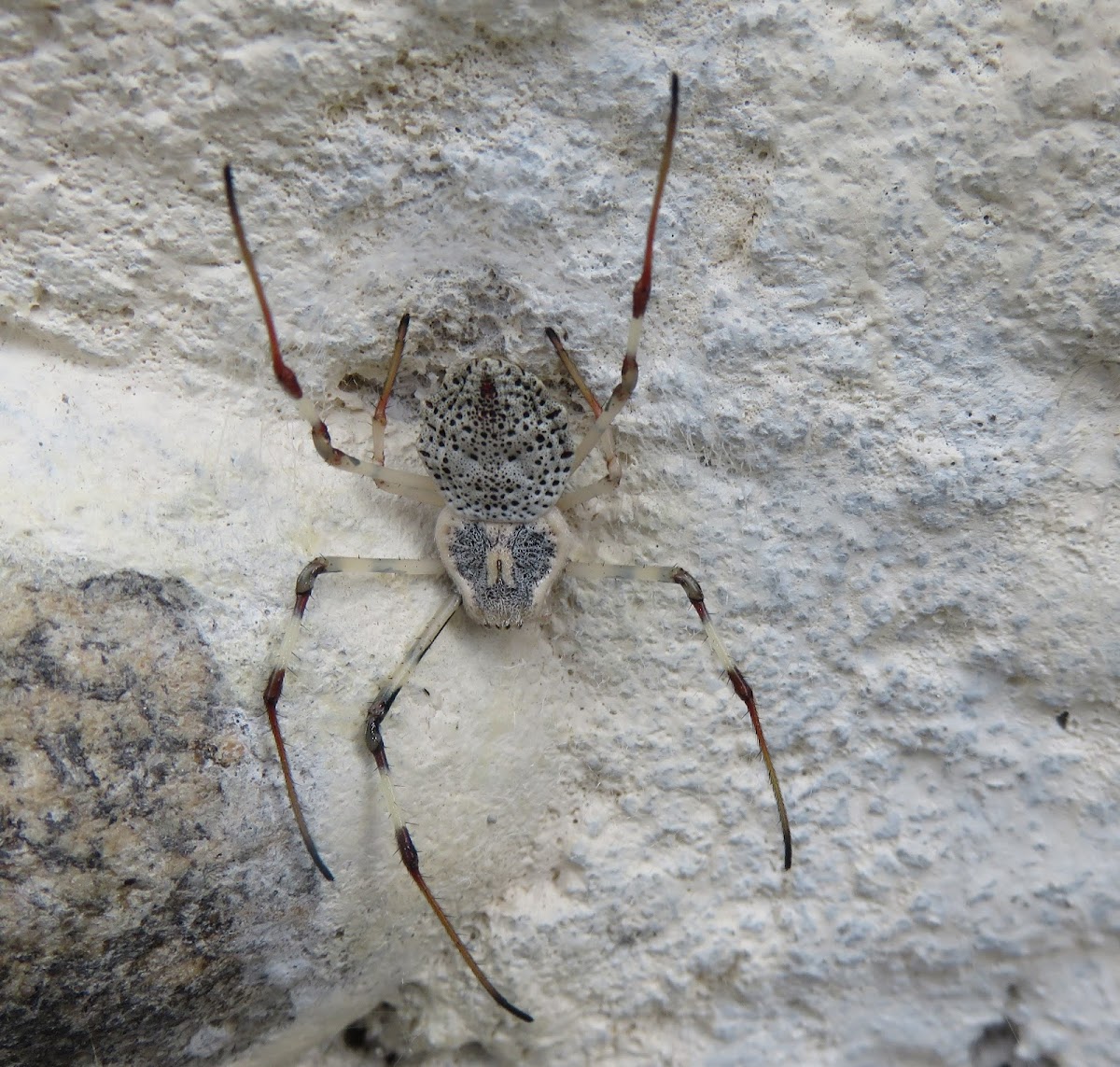 Ornamental Tree-trunk Spider