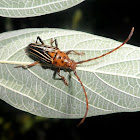 Longhorn beetle