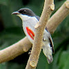 Red-keeled Flowerpecker