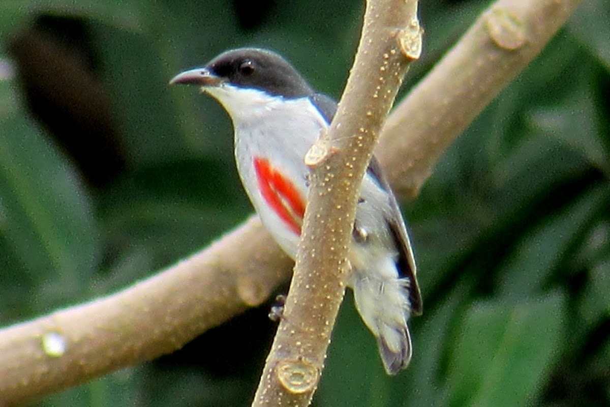 Red-keeled Flowerpecker