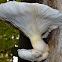 Oyster mushroom