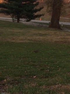 Eastern Grey Squirrel