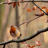 Orange Breasted Grey Warbler, European Robin