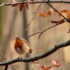 Orange Breasted Grey Warbler, European Robin