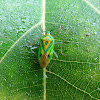 Uralabida Shield Bug