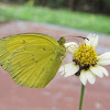 Three-Spot Grass Yellow