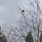 Robin In Tree