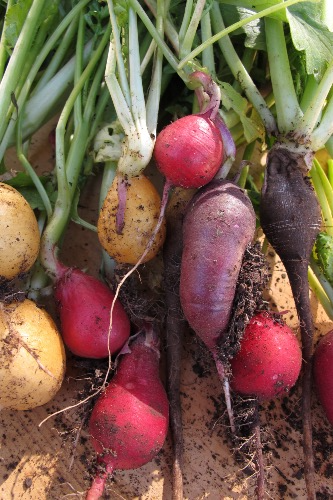 A freshly harvested selection of radishes.