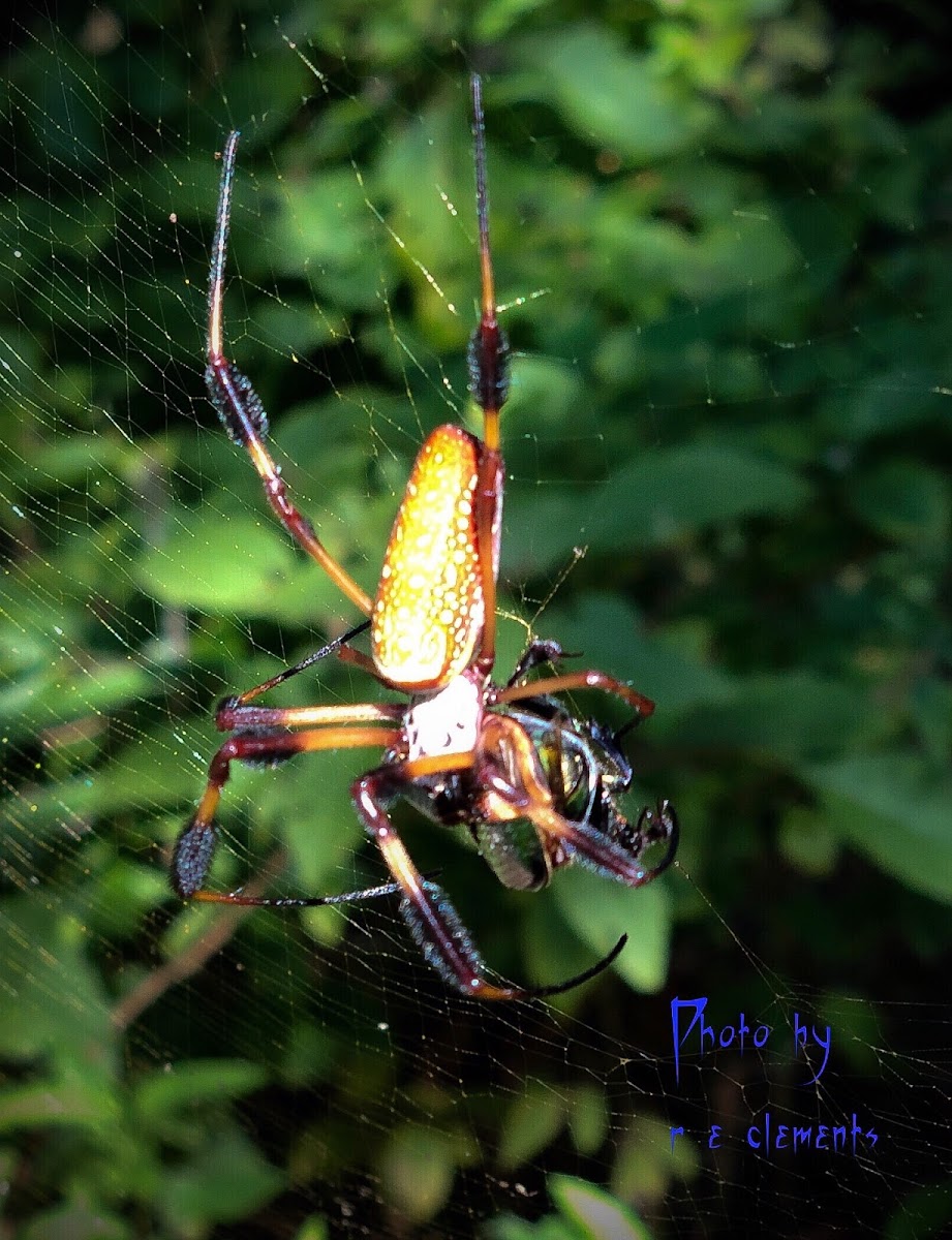 Golden silk orb-weaver