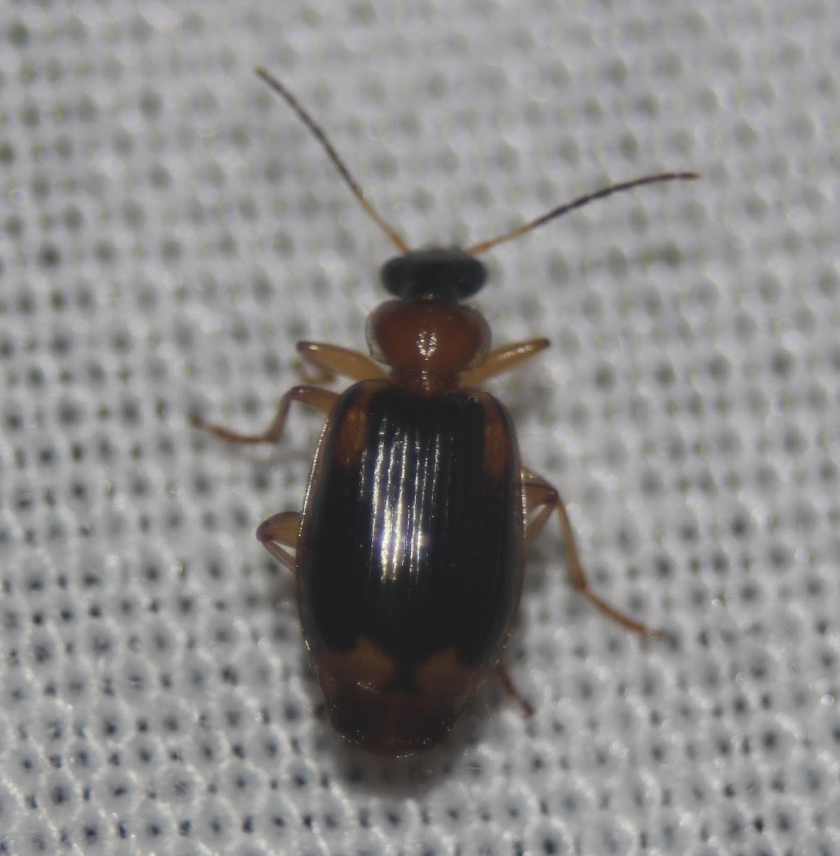 Colorful Foliage Ground Beetle