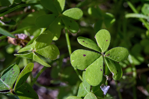 Oxalis pes-caprae