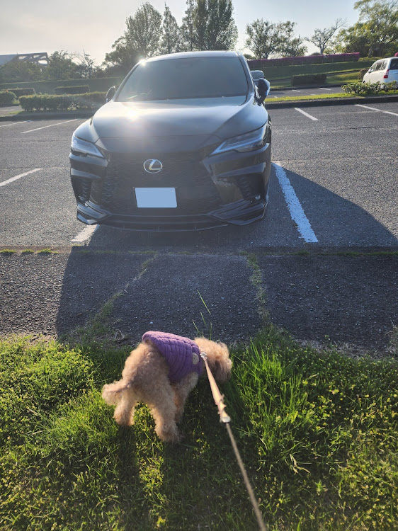 RXのTRDエアロ・ブラックアウト・長男コロン君・公園散歩・ビールが美味しい季節に関するカスタム事例の投稿画像1枚目