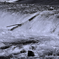 Tronco divelto dalla forza dell'acqua. di 