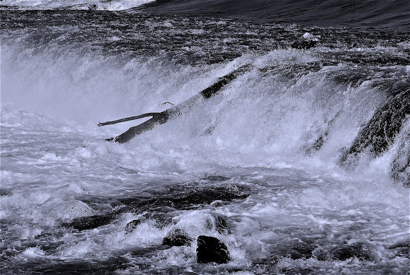 Tronco divelto dalla forza dell'acqua. di Daimon