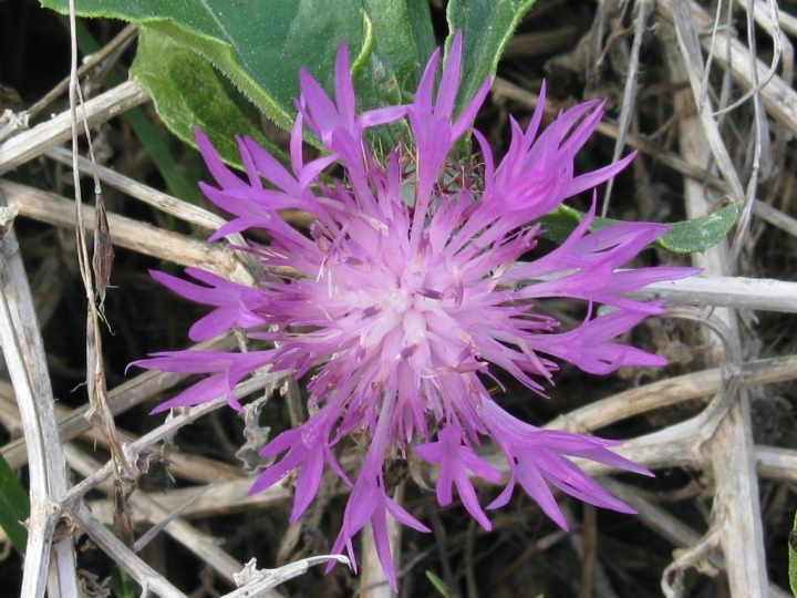 LA DELICATEZZA DI UN FIORE SPONTANEO di INFINITO