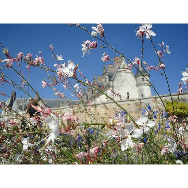 Nostalgia

#flowers #nature #naturelovers #france #tours #travel #lovetravel #amboise #chateau #amboidecastle #castle #chateaudamboise #loire #memories #holidays  #wonderful #igersfrance #igerstours #institutdetouraine #happiness #souvenir #memories #fran di giada_siri