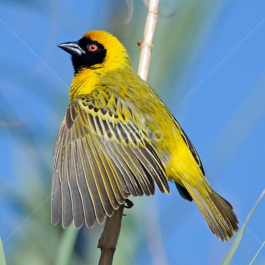 Ploceus cucullatus. by Lorraine Bettex - Animals Birds