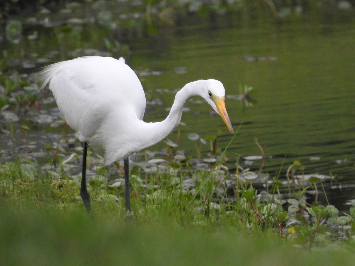 Great Egret