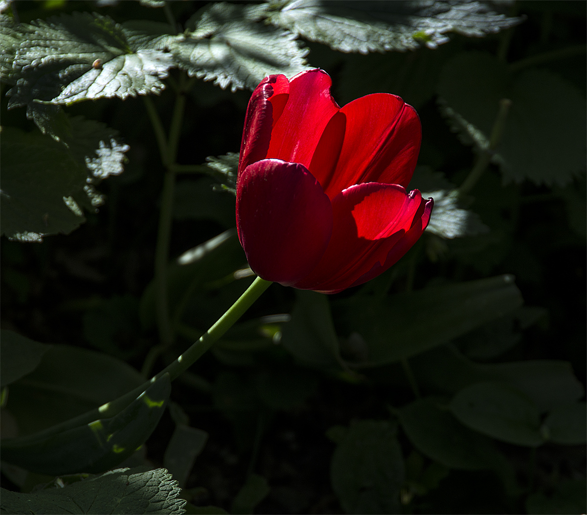 Primavera in rosso di nessuno