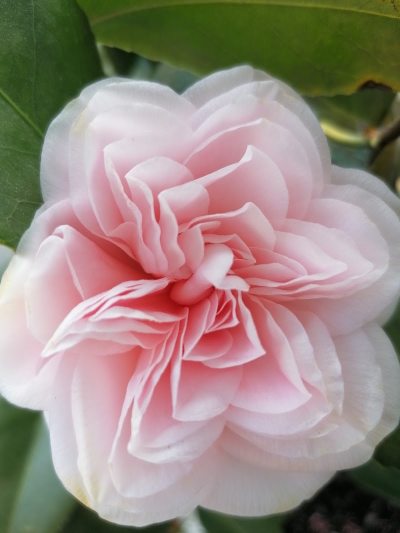 Camelia in fiore  di Ale3z