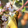 Woodland skipper