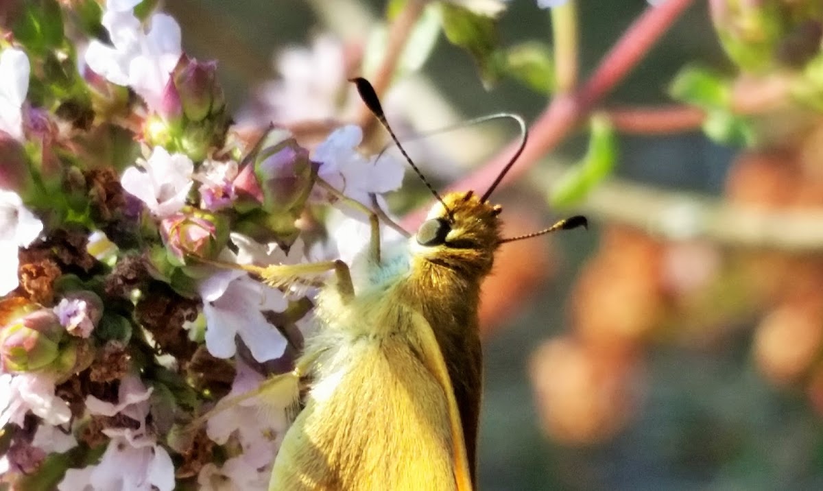 Woodland skipper