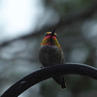 Anna's hummingbird