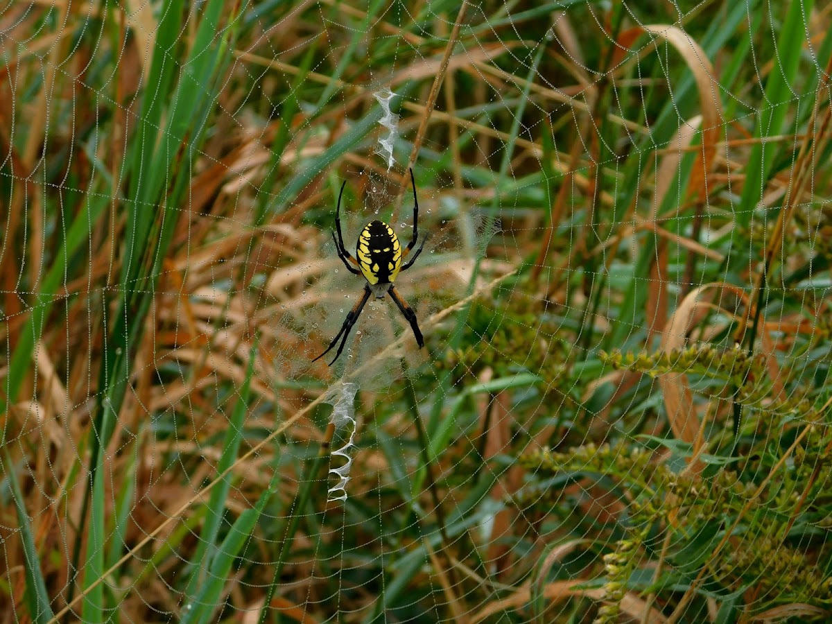 Black and Yellow Argiope