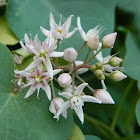 Climbing vine swallowwort