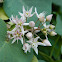 Climbing vine swallowwort