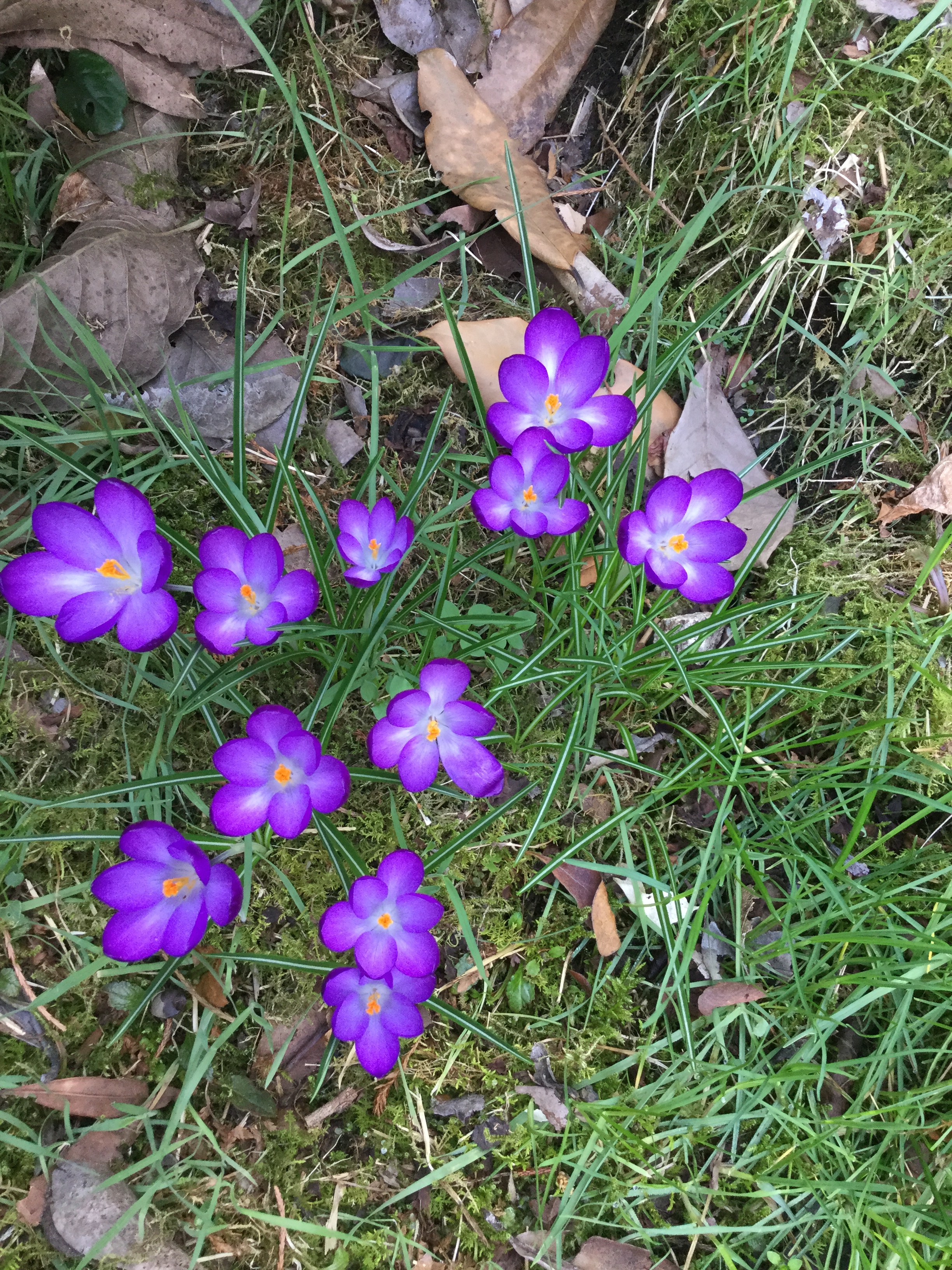 Viola accecante  di Manghituducla