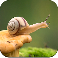 Snail Wallpaper HD