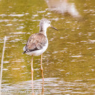 Black-winged Stilt; Cigüeñuela