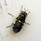 Teal soldier fly