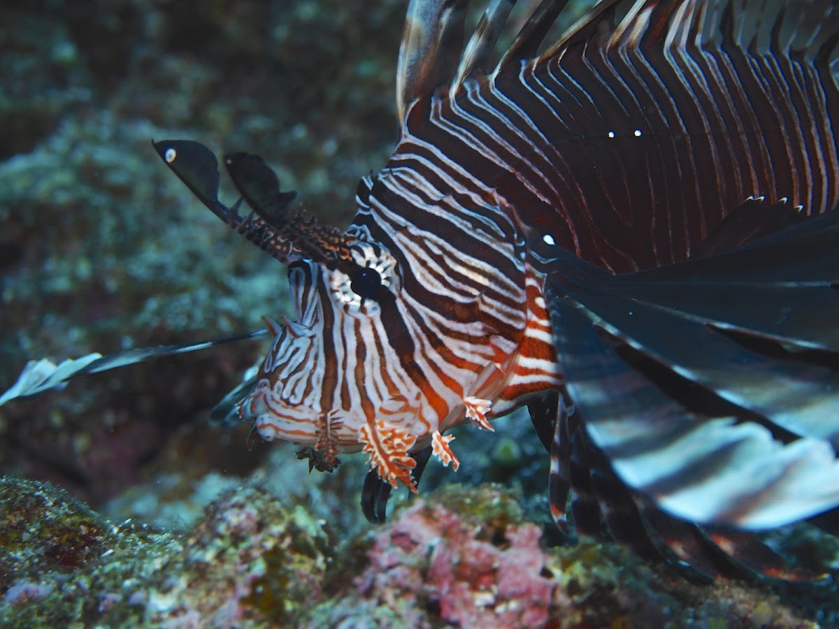 Red lionfish