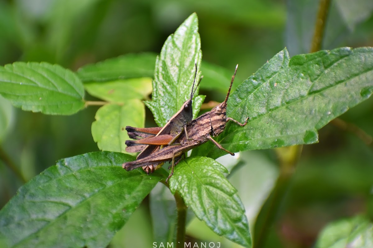 Field-Locust