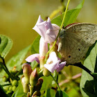 The gray pansy