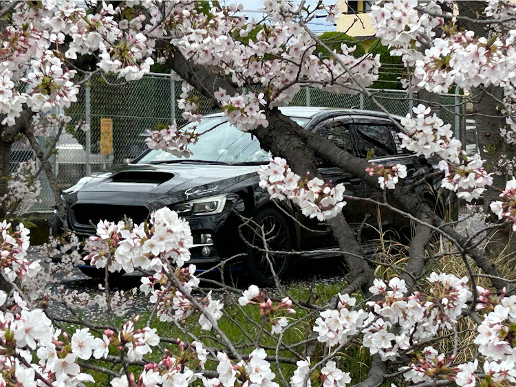 レヴォーグのいつもイイネ&コメントありがとうございます🙇‍♂️・サクラと愛車・桜と愛車・4月もよろしくお願い致します🌸・桜のナンバー隠し🌸に関するカスタム事例の投稿画像4枚目