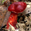 Frost's Bolete