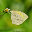 Small Grass Yellow