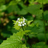 Garlic Mustard