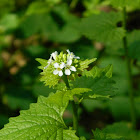 Garlic Mustard