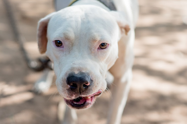 A dog shelter owner was bitten by the pets after she ran out of dog food.