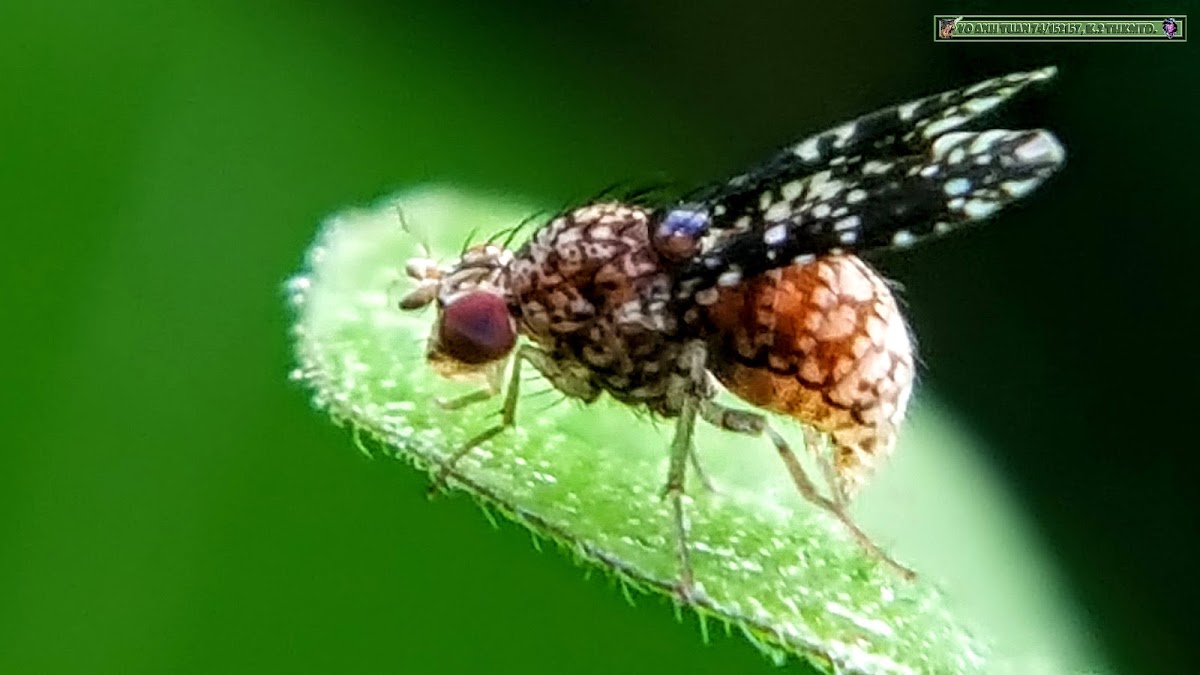 Marsh fly