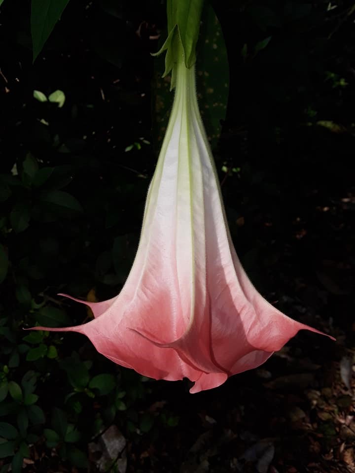 Angel Trumpet - Ecuador Pink