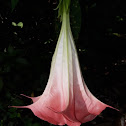 Angel Trumpet - Ecuador Pink