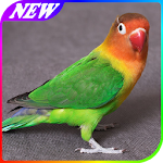 Tips Cara Merawat Lovebird Apk