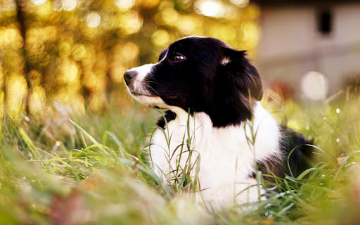 Border Collie Wallpaper