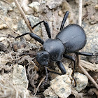 Darkling beetle