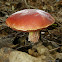 Frost's Bolete